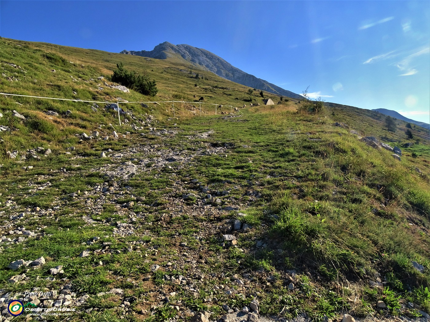 11 Lascio stradetta e prendo a dx strada erbosa con mandria al pascolo .JPG